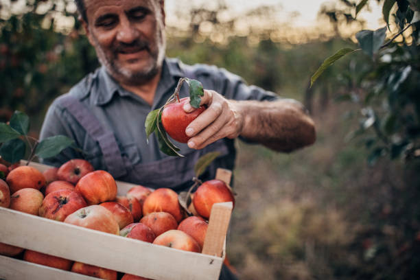 farmer picking up apples in orchard - apple tree apple orchard apple autumn imagens e fotografias de stock