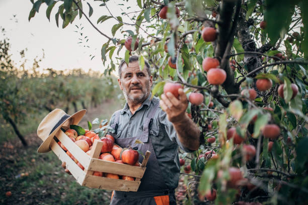 istock Senior man farmer picking up apples in orchard alone 1190632604