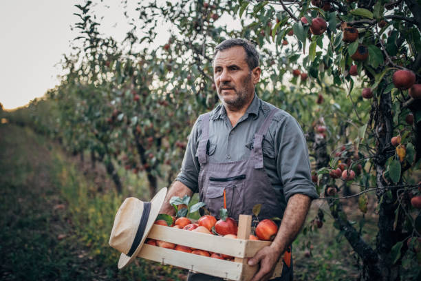 istock Senior farmer holding a crate with apples 1190632657
