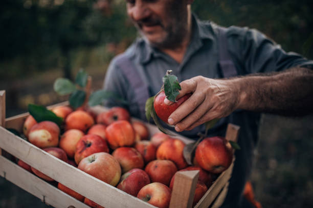Senior man, senior farmer picking up apples in his orchard.