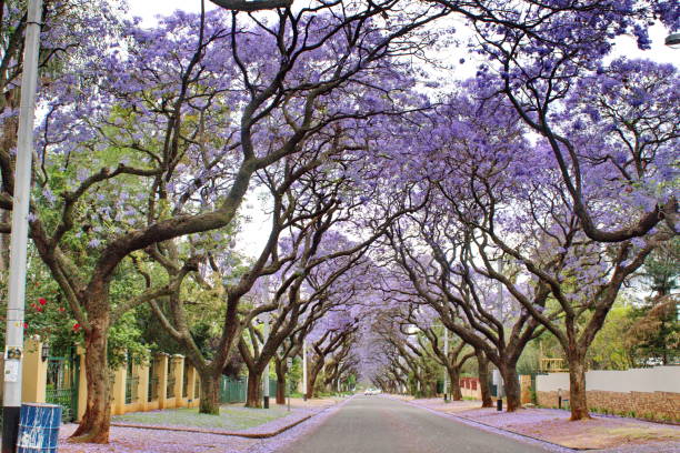 istock Canopy of blooming jacaranda trees 1190633456