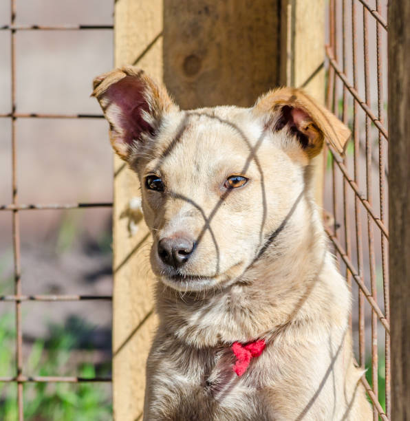 istock rusty-haired puppy with a red collar in a shelter cage 1190633638