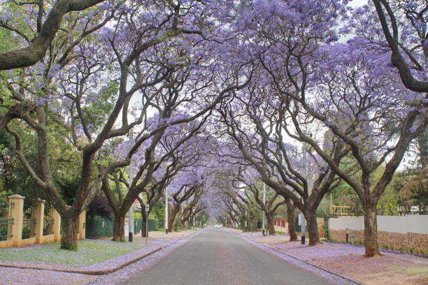 istock Canopy of blooming jacaranda trees 1190633811
