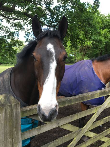 istock Domestic Horse 1190635275