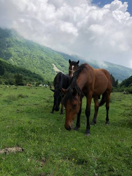istock Domestic Horse 1190635297