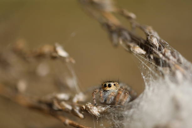 istock Jumping Spider - Mogrus neglectus 1190635386