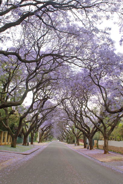istock Canopy of blooming jacaranda trees 1190635416