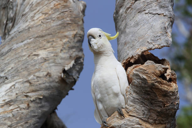 istock Sulphur-Crested Cockatoo (Cacatua galerita), Queensland Australia 1190635727