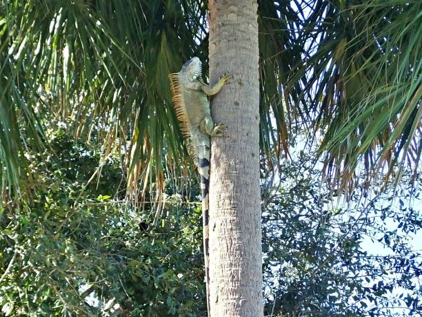 istock Green Iguana (Iguana iguana) climbing a palm tree 1190635844
