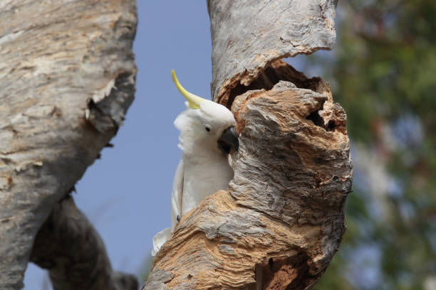 istock Sulphur-Crested Cockatoo (Cacatua galerita), Queensland Australia 1190636834