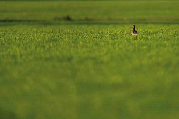 Curlew in meadow on sunny day in spring.
