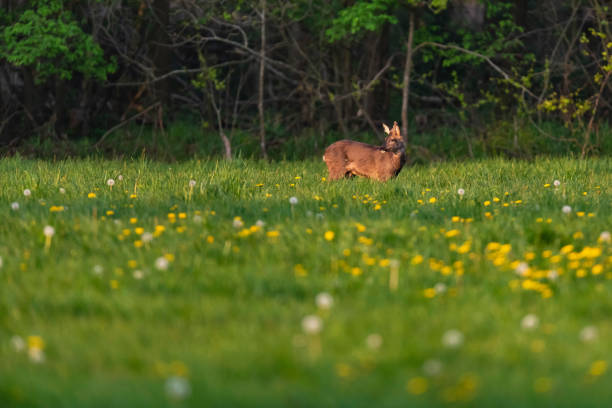 istock Roebuck in the molt in the spring meadow with dandelions. 1190636962
