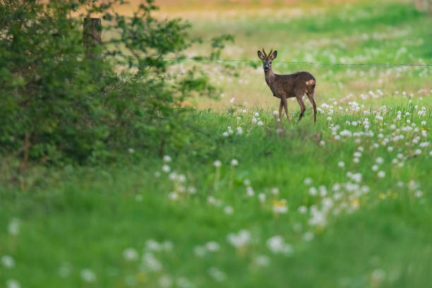 istock Young roebuck in meadow with dandelions behind barbed wire. 1190637043