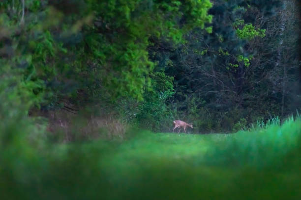 istock Roe deer walking at edge of forest. 1190637155