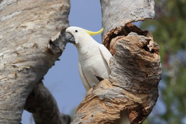 istock Sulphur-Crested Cockatoo (Cacatua galerita), Queensland Australia 1190637340