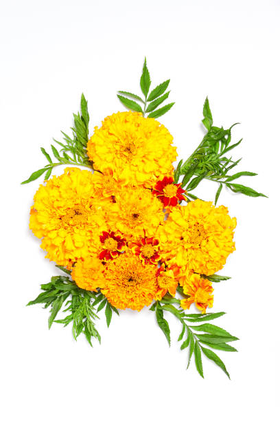 istock Autumn orange flowers composition on white background. Flat lay, vertical frame 1190638287