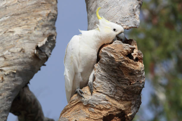 istock Sulphur-Crested Cockatoo (Cacatua galerita), Queensland Australia 1190639693