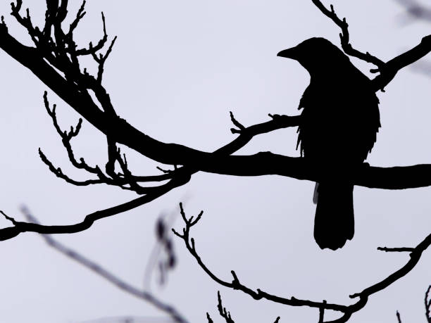 istock a magpie in silhouette perched on a branch in a winter tree against a blue sky 1190639768