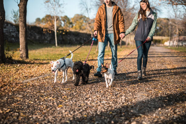 istock Couple holding hands and walking with pets in public park 1190639905