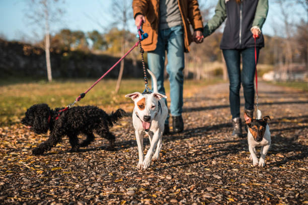 Loving couple walking with three dog in public park Loving couple walking with three dog in public park dog group of animals three animals happiness stock pictures, royalty-free photos & images