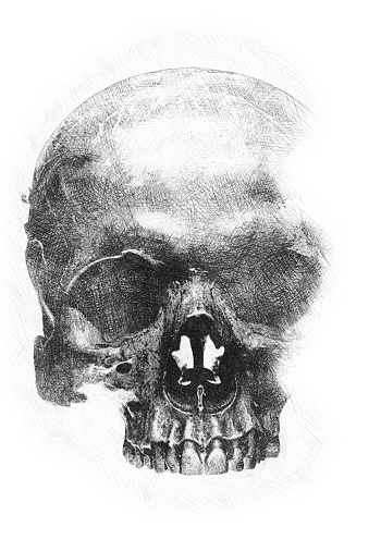 Background pencil sketch on paper of the human skull