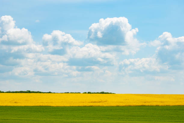 istock Harvest ready canola field under blue cloudy sky sunny day 1190640326