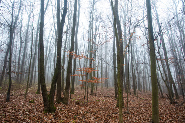 This is a photograph of bare trees on a foggy winter day in Mahwah, New Jersey.