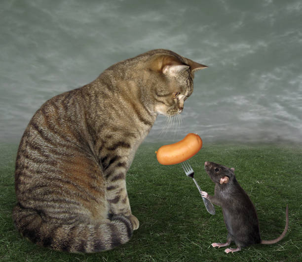 The black rat is feeding the big beige cat with sausage in the meadow.