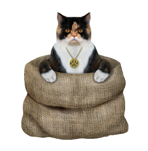 cat with locket inside sack - gold jewelry necklace locket imagens e fotografias de stock