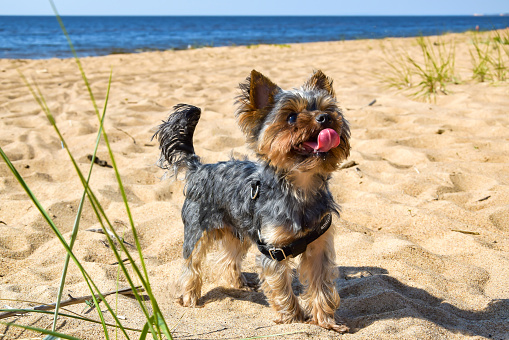 Yorkshire terrier stuck out its tongue on a sandy beach in Latvia.