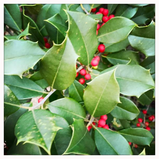 istock Holly Tree Showing off its Red Berries 1190644843