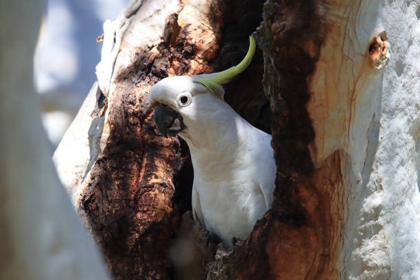 istock Sulphur-Crested Cockatoo (Cacatua galerita), Queensland Australia 1190644915