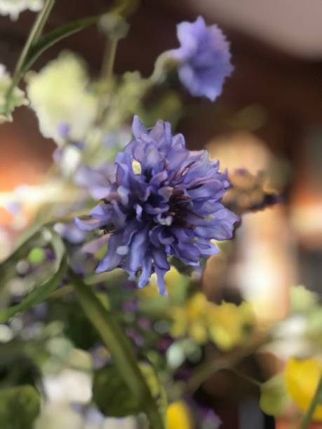 Close up purple flower
