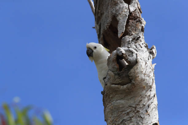 istock Sulphur-Crested Cockatoo (Cacatua galerita), Queensland Australia 1190645056