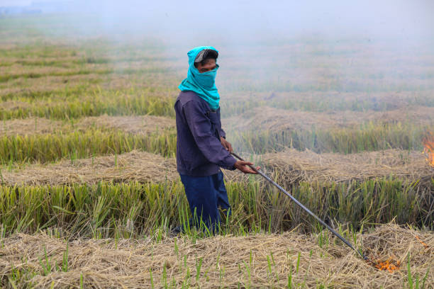 istock Agriculture: Harvested Paddy Field in Selangor, Malaysia 1190645126
