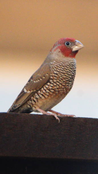 istock Red-headed finch perched on a fence 1190645681