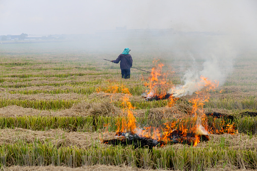 A Bangladeshi ethnicity male adult is putting fire on harvested paddy field in Selangor, Malaysia.