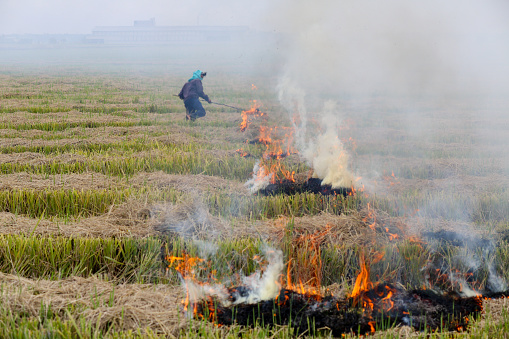 A Bangladeshi ethnicity male adult is putting fire on harvested paddy field in Selangor, Malaysia.
