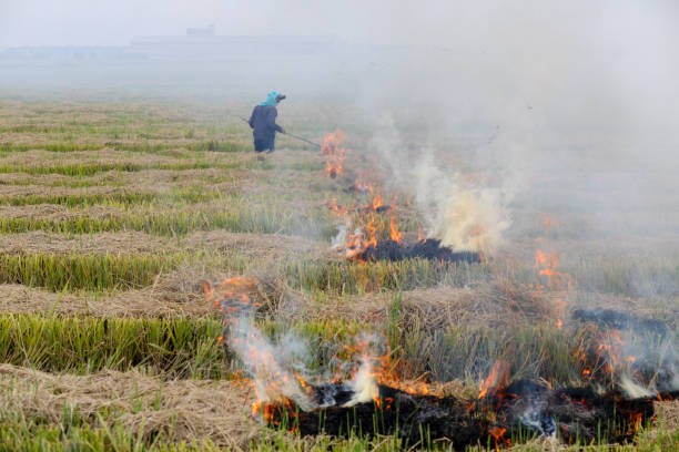 istock Agriculture: Harvested Paddy Field in Selangor, Malaysia 1190646264