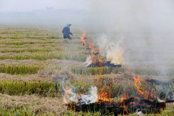 istock Agriculture: Harvested Paddy Field in Selangor, Malaysia 1190646265