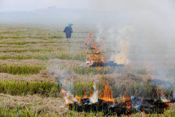 istock Agriculture: Harvested Paddy Field in Selangor, Malaysia 1190646268