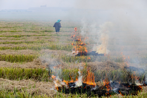 A Bangladeshi ethnicity male adult is putting fire on harvested paddy field in Selangor, Malaysia.