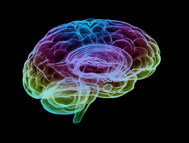 Human brain multi color isolated Human brain multi color isolated on black background synapse photos stock pictures, royalty-free photos & images