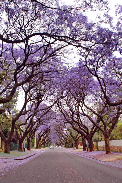 istock Canopy of blooming jacaranda trees 1190649118