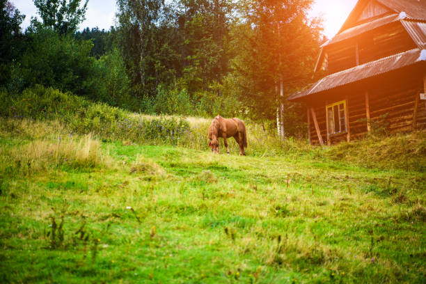 istock horse with long mane on pasture 1190649147