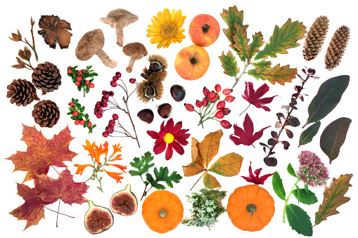 Nature study in Autumn with a large selection of edible food, flora & fauna on white background. Top view. Harvest festival theme.