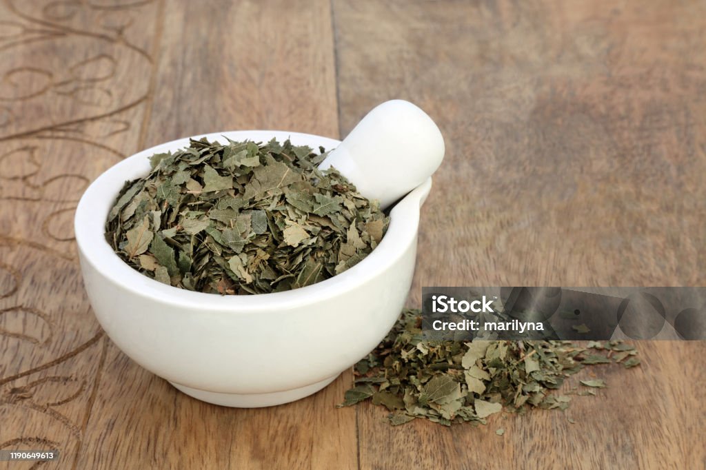 Birch Leaves Herb Birch leaves herb used in herbal medicine to treat kidney and liver functions, eliminates toxins from the body, strengthens the immune system, lowers cholesterol & assists in weight loss. Betual alba. Alternative Medicine Stock Photo