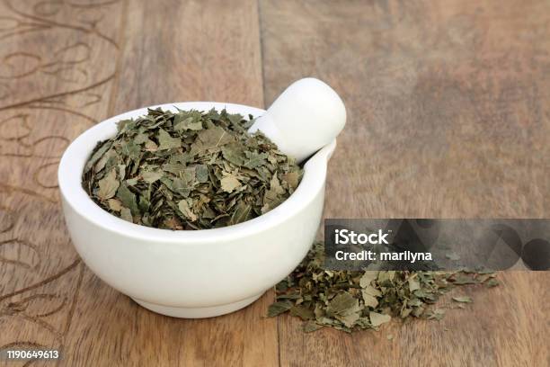 Birch Leaves Herb Stock Photo - Download Image Now - Alternative Medicine, Anti-obesity Medication, Birch Tree