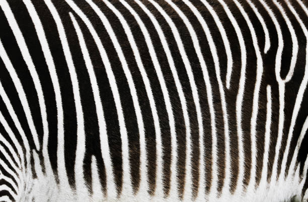 istock Close up Zebra skin 1190649860