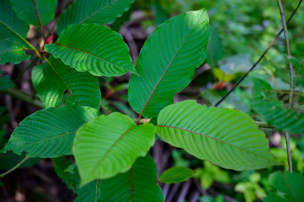 kratom (mitragyna speciosa) verde es un tipo de droga - depressant fotografías e imágenes de stock